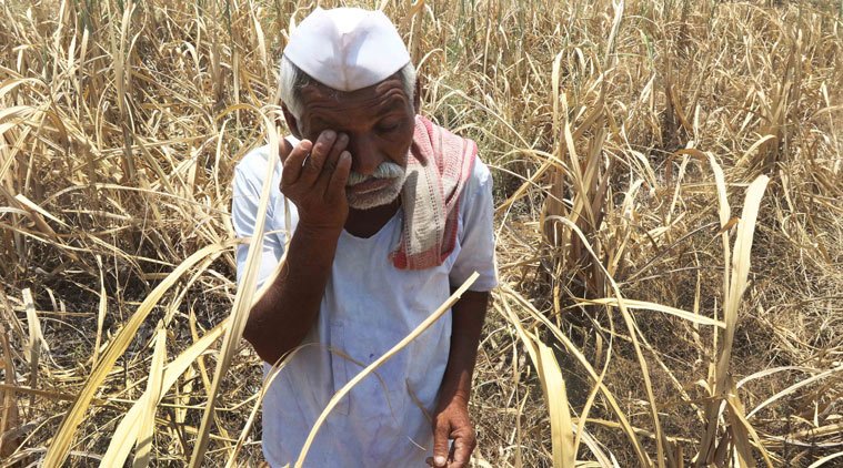 पुणे जिल्ह्यातील 8 तालुके दुष्काळग्रस्त जाहीर, शिरूरचा समावेश; शेतकऱ्यांना दिलासा